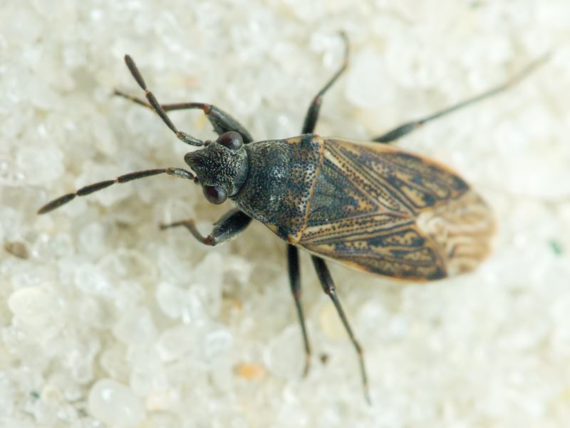 Peritrechus geniculatus (Hahn, 1832)